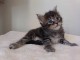 Adorable chaton Maine coon disponible 