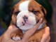 Je donne chiot bulldog anglais m&acirc;le 
