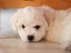 Je donne chiot bichon fris&eacute; 