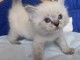 Ragdoll disponible pour adoption 