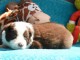 Je donne chiot berger australien 