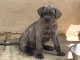 Je donne chiot cane corso disponible 