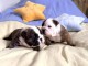 Adorable chiot bulldog anglais m&acirc;le et femelle 
