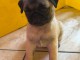 Je donne chiot carlin m&acirc;le 