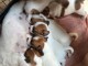 Je donne chiot jack Russel disponible 