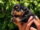 Je donne chiot Rottweiler m&acirc;le 