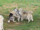 Annonces chiot husky sib&eacute;rien disponible 