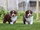 Berger Australien disponible pour adoption 