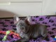 Je donne chiot bouledogue fran&ccedil;ais 