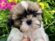 Je donne chiot Shih Tzu disponible 