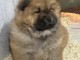 Je donne chiot chow-chow disponible 