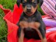 Je donne chiot pincher nain disponible 