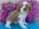 Je donne chiot cavalier king Charles m&acirc;le 
