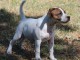 Je donne chiot staffie disponible 