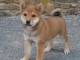 &Agrave; adopter chiots Shiba disponible 