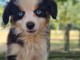 Je donne chiot berger australien 