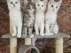 Magnifique chaton Maine coon disponible 