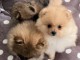 Dons chiots spitz allemand disponible 