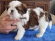 Adorable chiot Shih Tzu disponible 