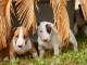Magnifique chiots bull de terrier disponible pour adoption 