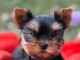 Je donne chiot Yorkshire femelle 