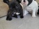 Je donne chiot bouledogue fran&ccedil;ais 