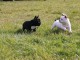 Adoption chiots bouledogue fran&ccedil;ais 