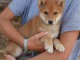 Je donne chiot Shiba disponible 