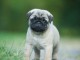 Magnifique chiots Carlin m&acirc;le 