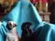 Je donne chiot carlin m&acirc;le et femelle 