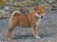 Magnifique chiots Shiba disponible 