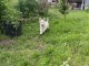 Chiots Berger Blanc Suisse