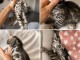 B&eacute;b&eacute; chaton Bengal disponible pour adoption 