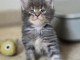 Magnifique chaton Maine coon m&acirc;le a donner 