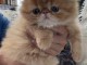 Adorable chaton persan &agrave; place 
