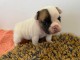 Adorable chiot bouledogue fran&ccedil;ais 