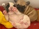 Je donne chiot bouledogue fran&ccedil;ais 