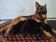 Je donne b&eacute;b&eacute; chiot type berger allemand 