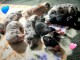 Annonces chiot berger australien pour adoption 