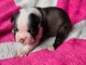 B&eacute;b&eacute; chiot boster terrier disponible 