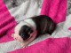 Magnifique chiots Boston terrier disponible 