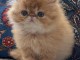Magnifique chaton persan disponible pour adoption 