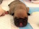 Adorable chiot bouledogue fran&ccedil;ais m&acirc;le 