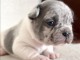 Bouledogue Fran&ccedil;ais &ndash; magnifiques chiots