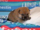 B&eacute;b&eacute; chiot Shiba disponible 