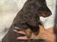 Je donne chiot teckel disponible 