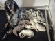 Magnifique chiots Setter anglais m&acirc;le et femelle 