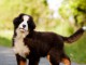Je donne chiot bouvier bernois disponible 