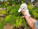 Je donne chiot coton de Tul&eacute;ar 