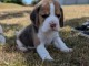 Je donne chiot beagle disponible 